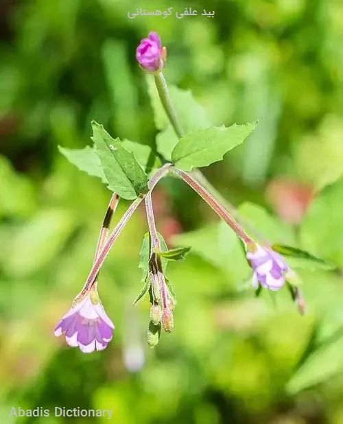 بید علفی کوهستانی